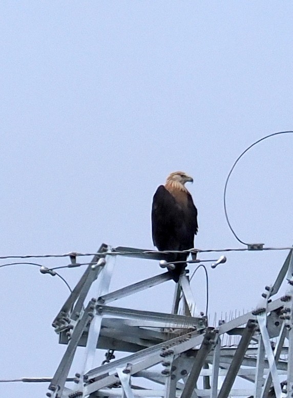 Pallas's Fish-Eagle - ML643871304