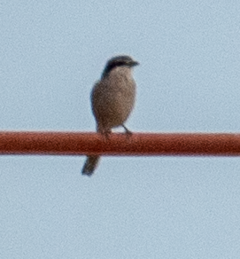 Pie-grièche méridionale - ML643871310