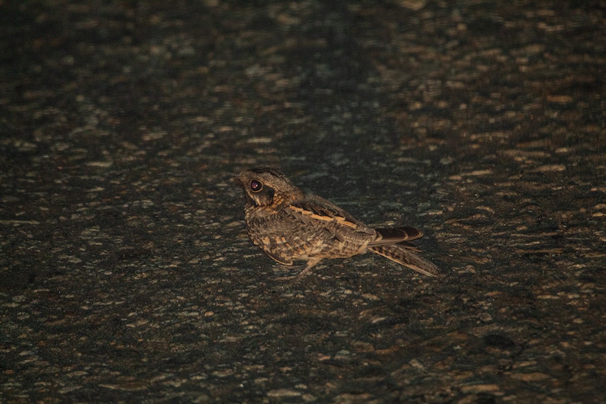 Hint Çobanaldatanı - ML643871315