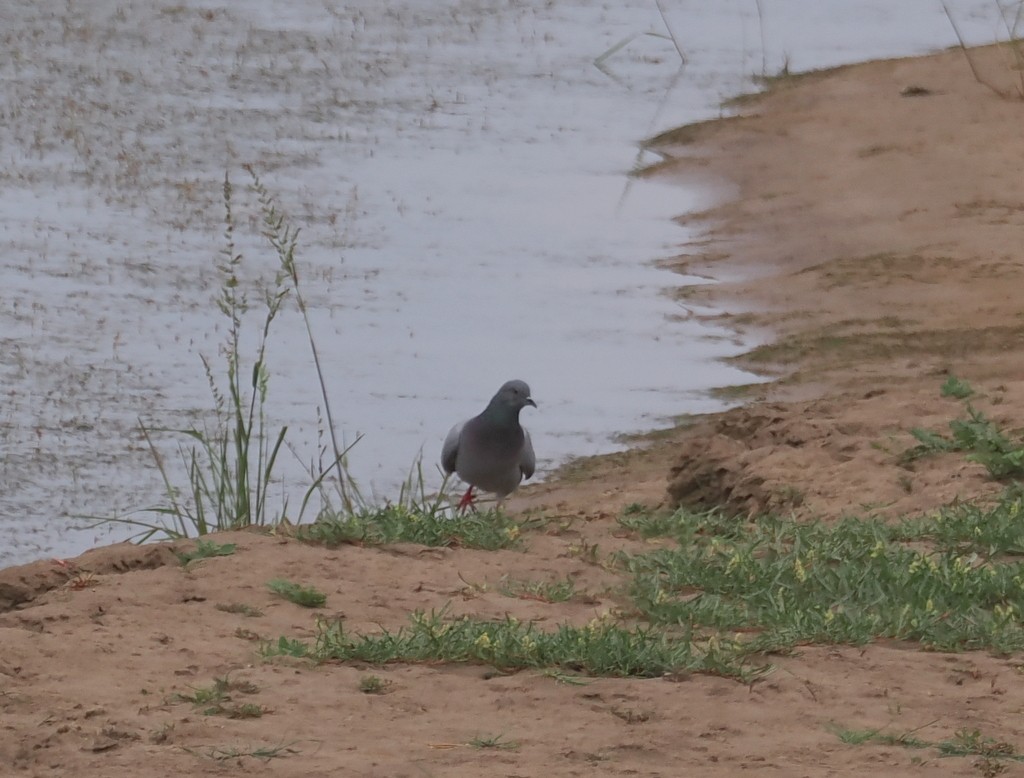 Hill Pigeon - ML643871317