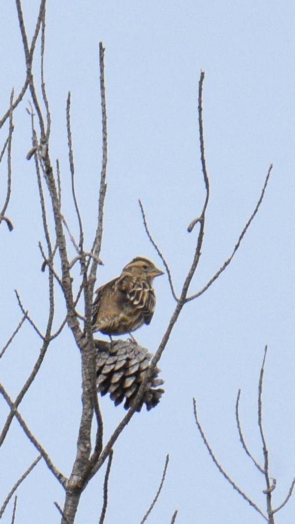 Rock Sparrow - ML643871319