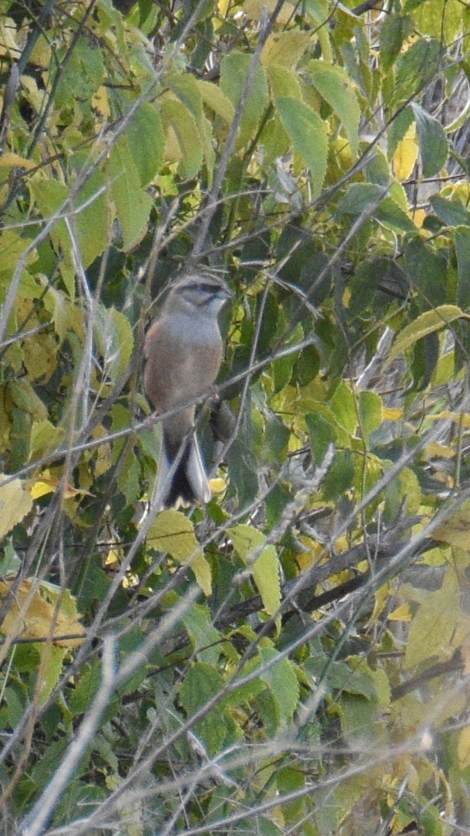 Rock Bunting - ML643871323