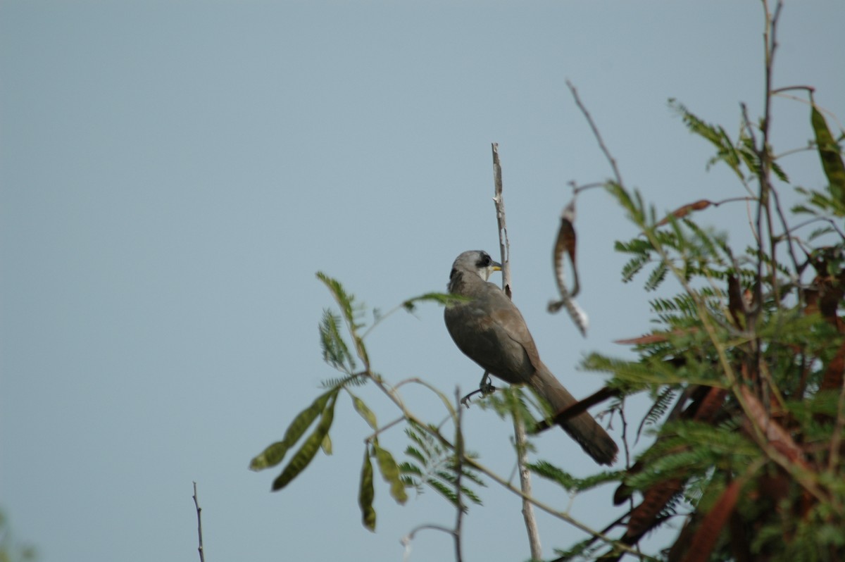 Mangrove Cuckoo - ML643871332