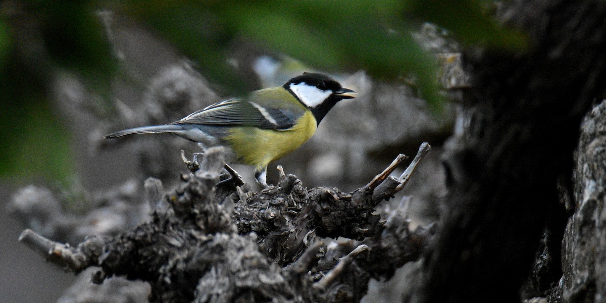 Great Tit - ML643871333