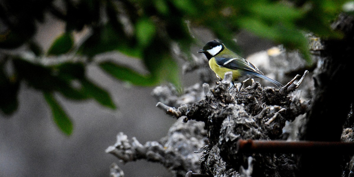 Great Tit - ML643871335