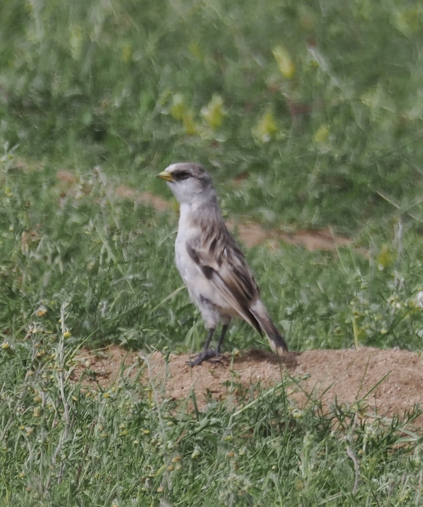 White-rumped Snowfinch - ML643871340