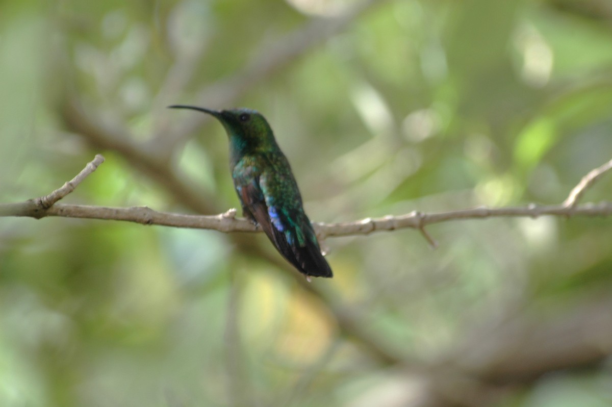 Green-throated Carib - ML643871341