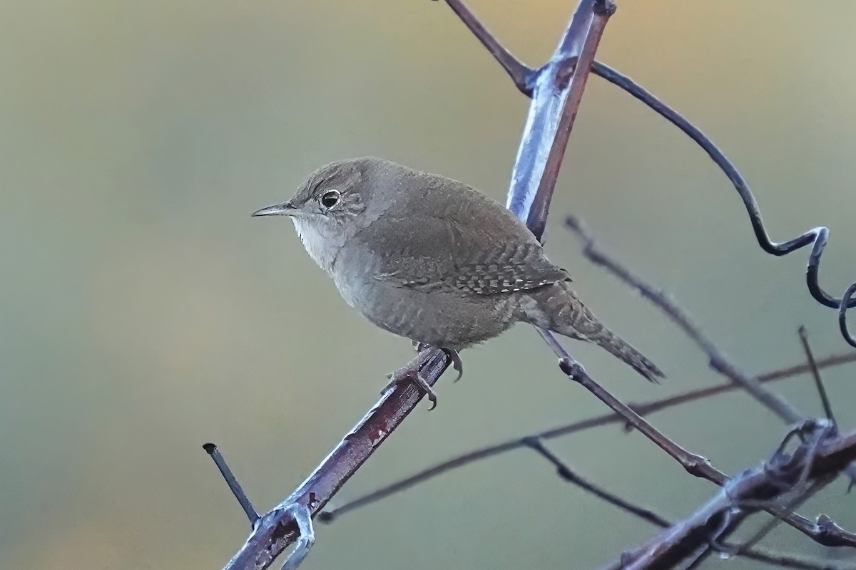 Northern House Wren - ML643871345