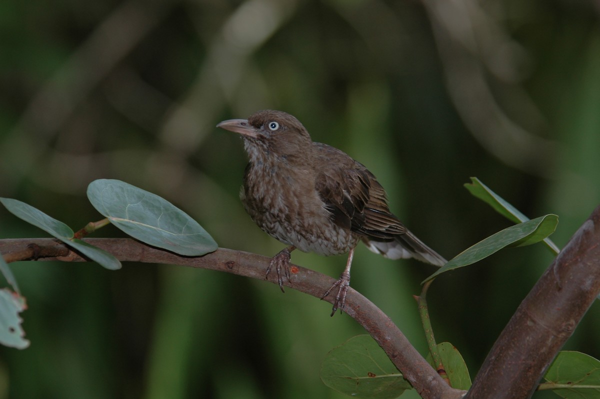 Pearly-eyed Thrasher - ML643871347