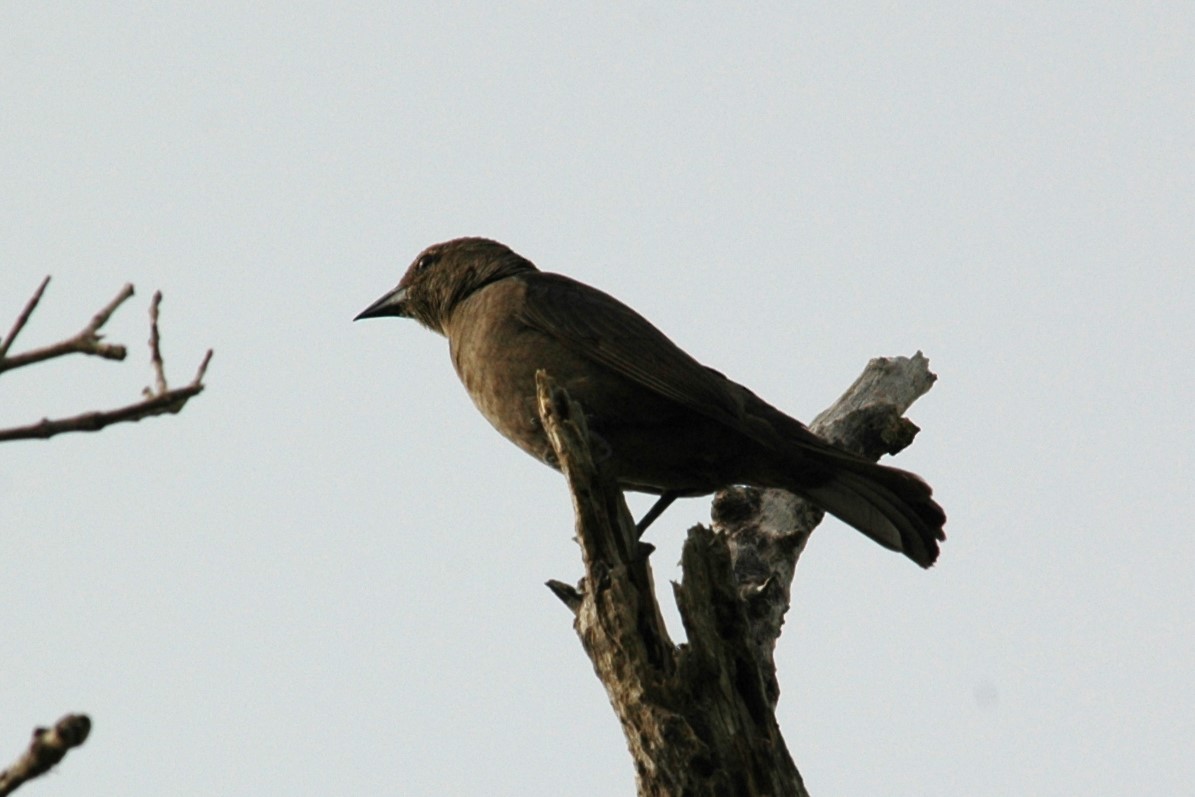Shiny Cowbird - ML643871353