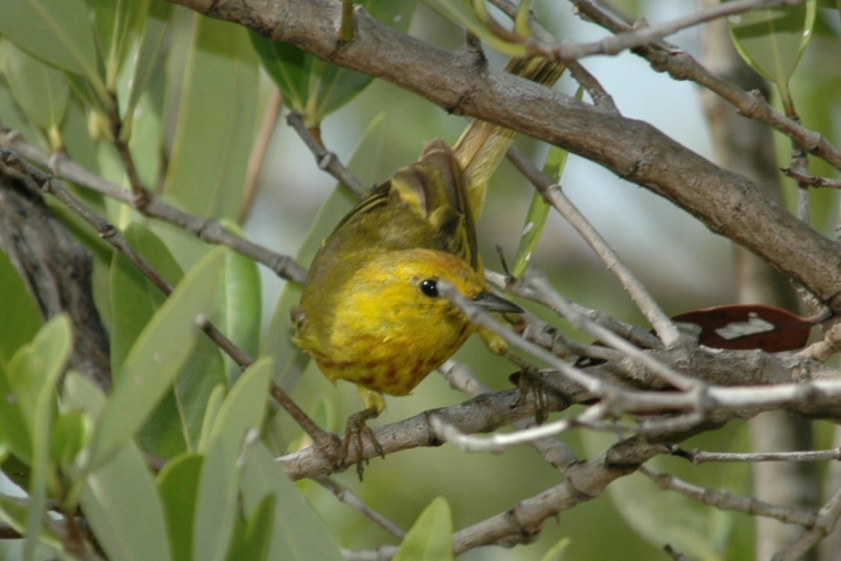 Yellow Warbler (Golden) - ML643871357