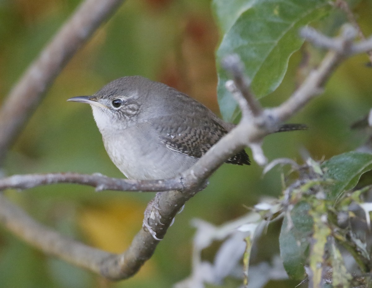 Northern House Wren - ML643871361