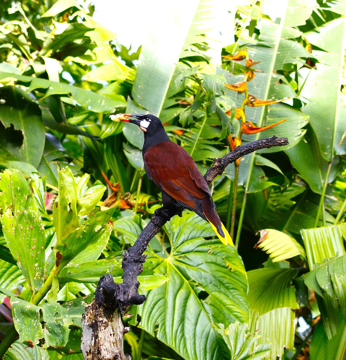 Montezuma Oropendola - ML643871364