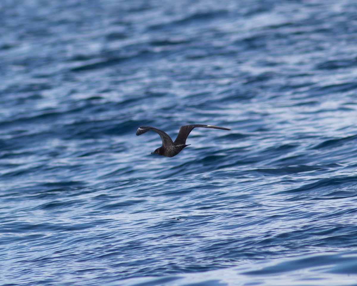 Parasitic Jaeger - ML643871368