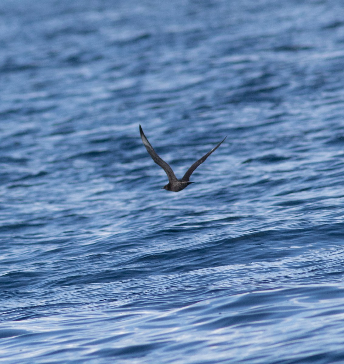 Parasitic Jaeger - ML643871369