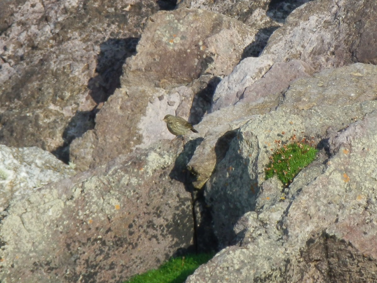 Rock Pipit - ML643871379