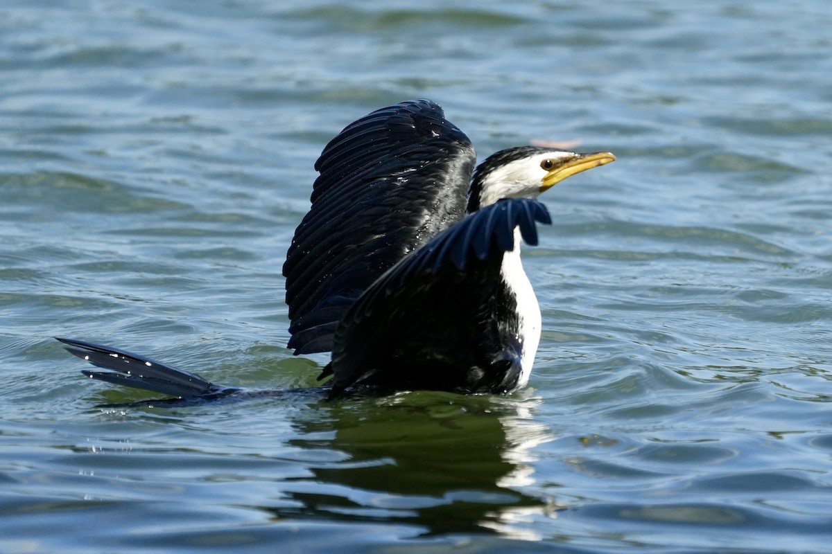 Little Pied Cormorant - ML643871385