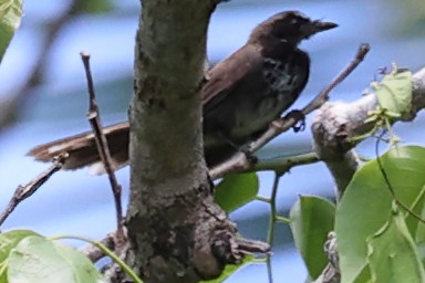 Supertramp Fantail (Black-chested) - ML643871406