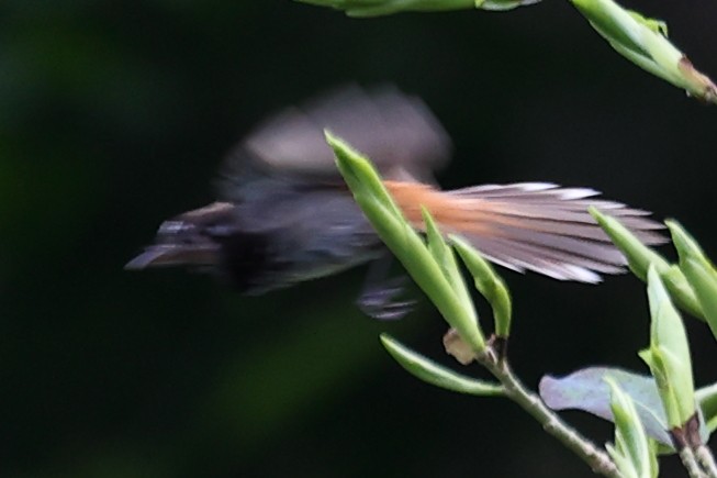 Supertramp Fantail (Black-chested) - ML643871407