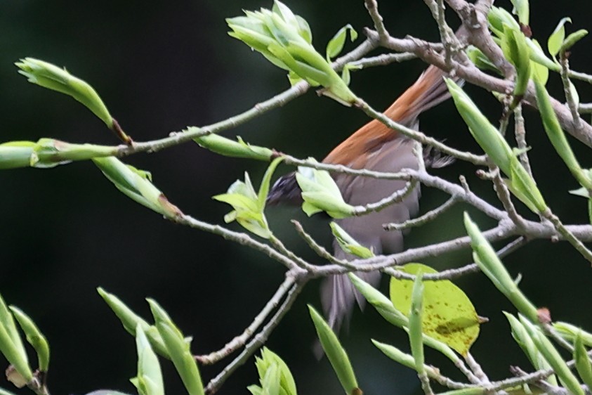 Supertramp Fantail (Black-chested) - ML643871408