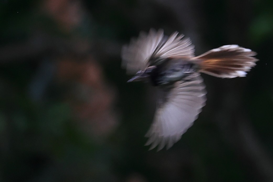 Supertramp Fantail (Black-chested) - ML643871409