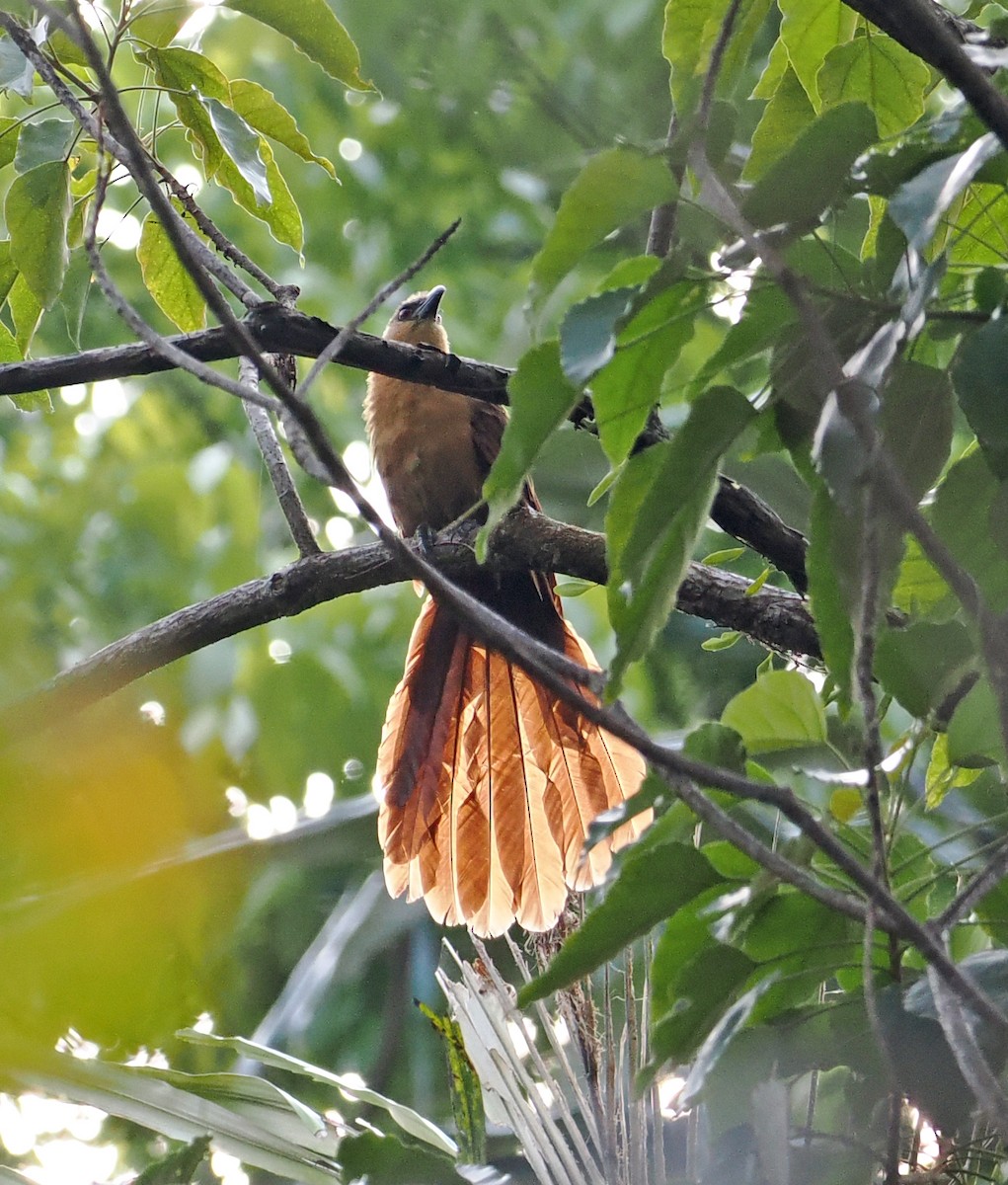 Bay Coucal - ML643871425