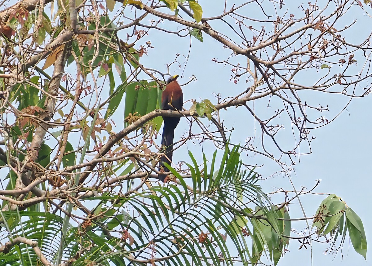 Yellow-billed Malkoha - ML643871426
