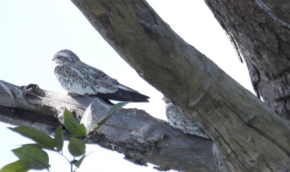 Sand-colored Nighthawk - ML643871457