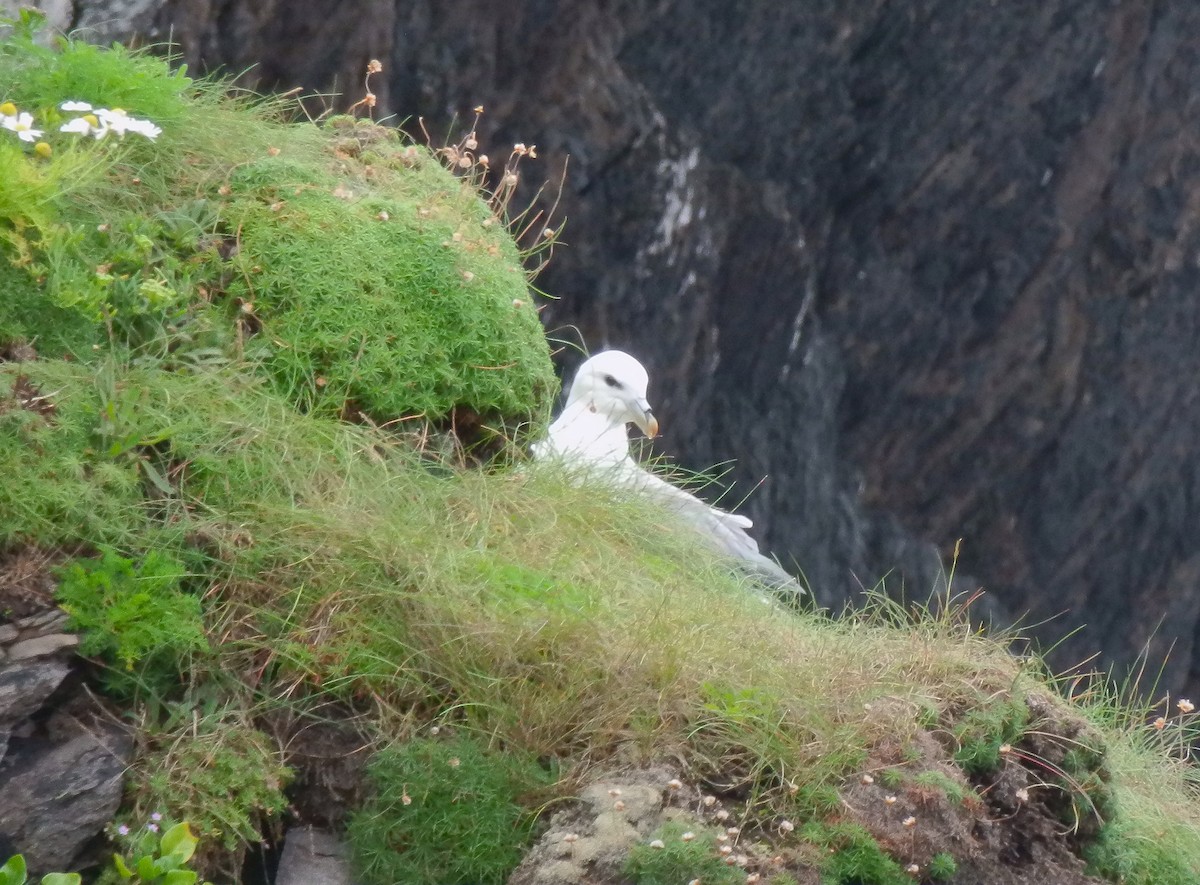 Northern Fulmar - ML643871463