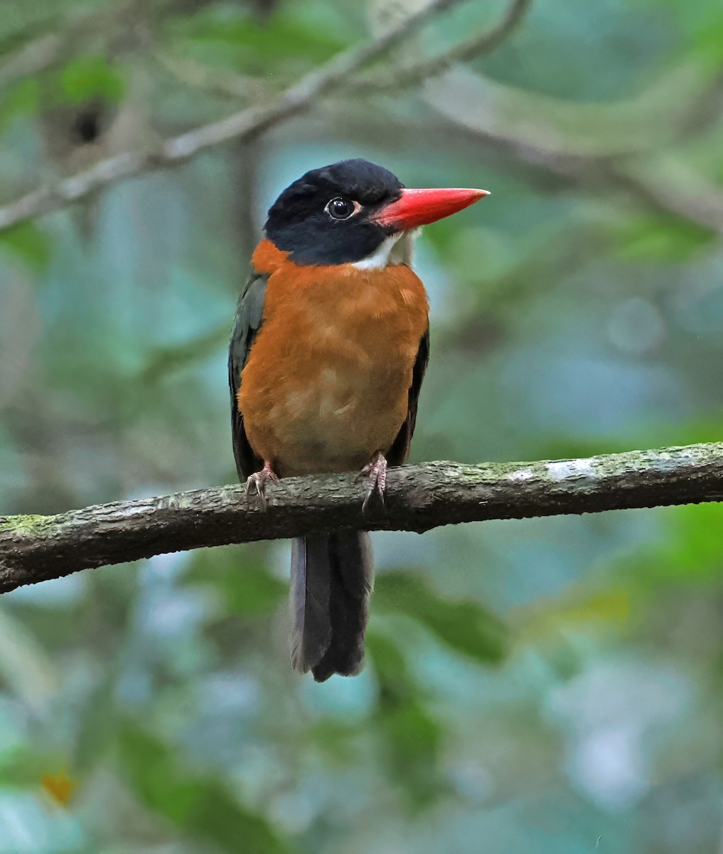 Yeşil Sırtlı Yalıçapkını (capucinus) - ML643871465