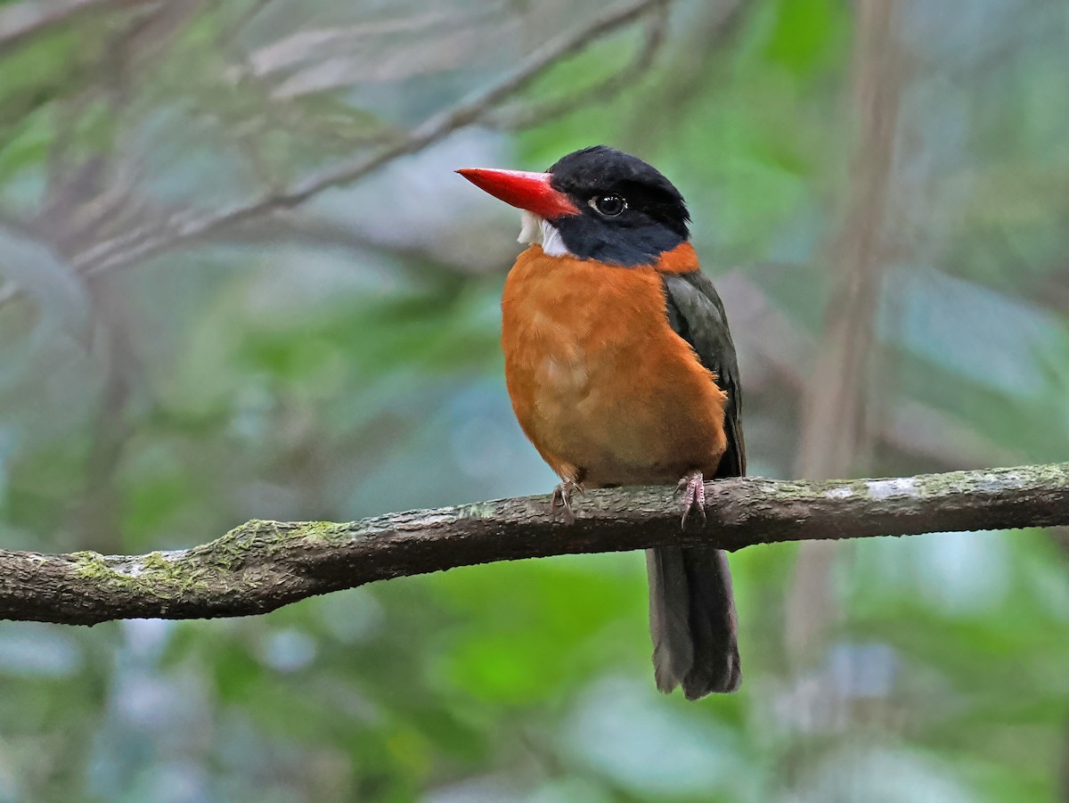 Yeşil Sırtlı Yalıçapkını (capucinus) - ML643871466