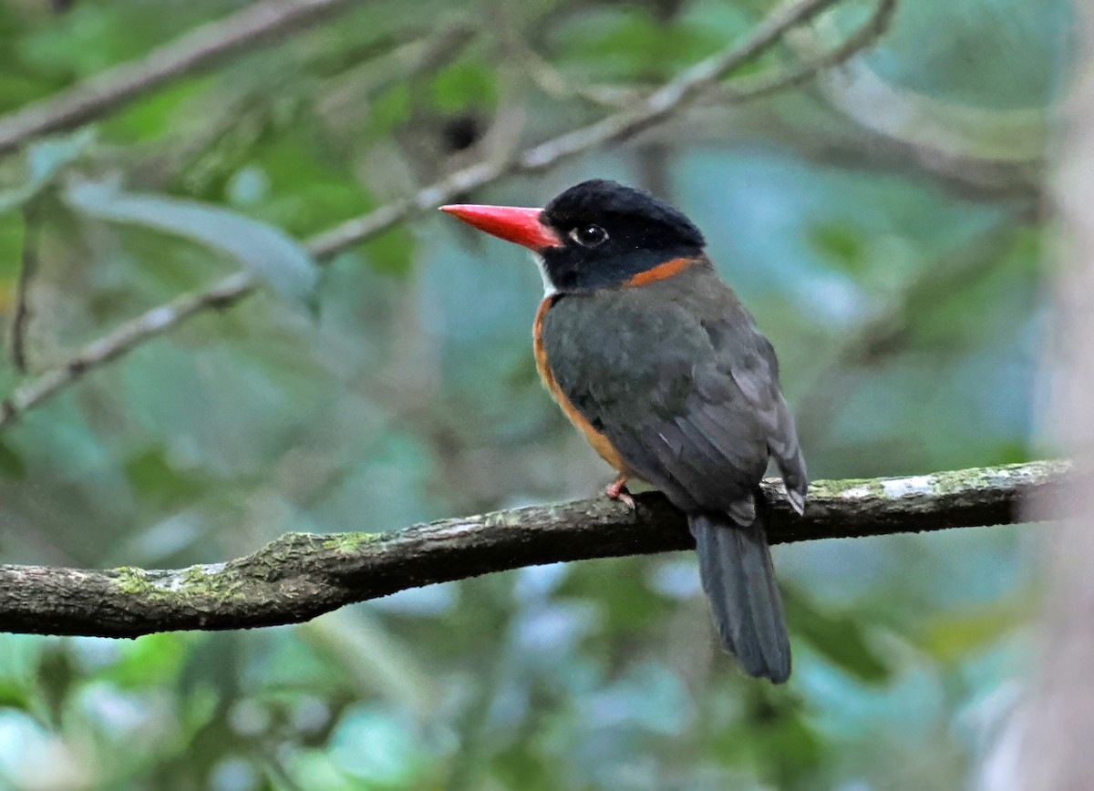 Yeşil Sırtlı Yalıçapkını (capucinus) - ML643871467