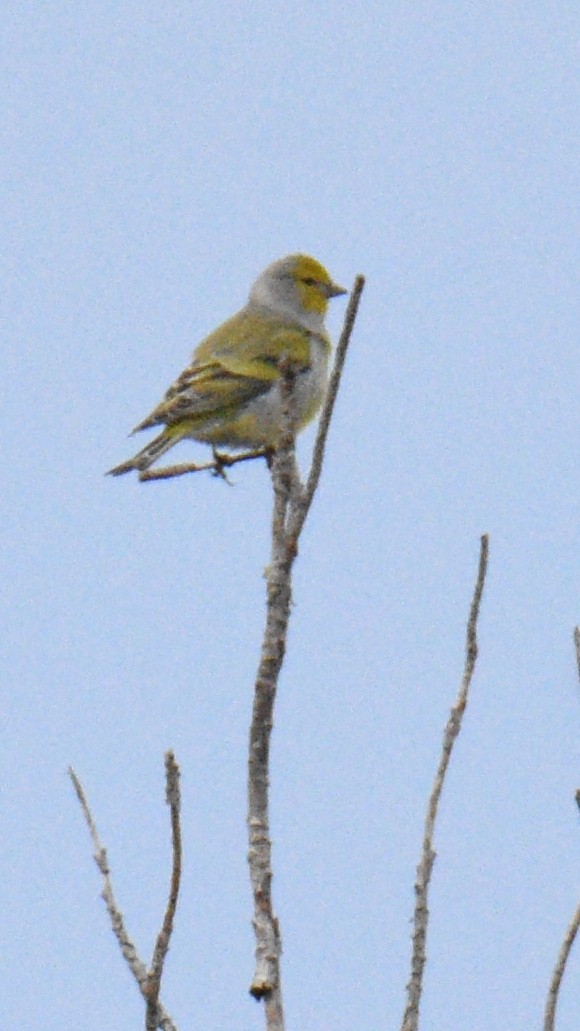 Citril Finch - ML643871481