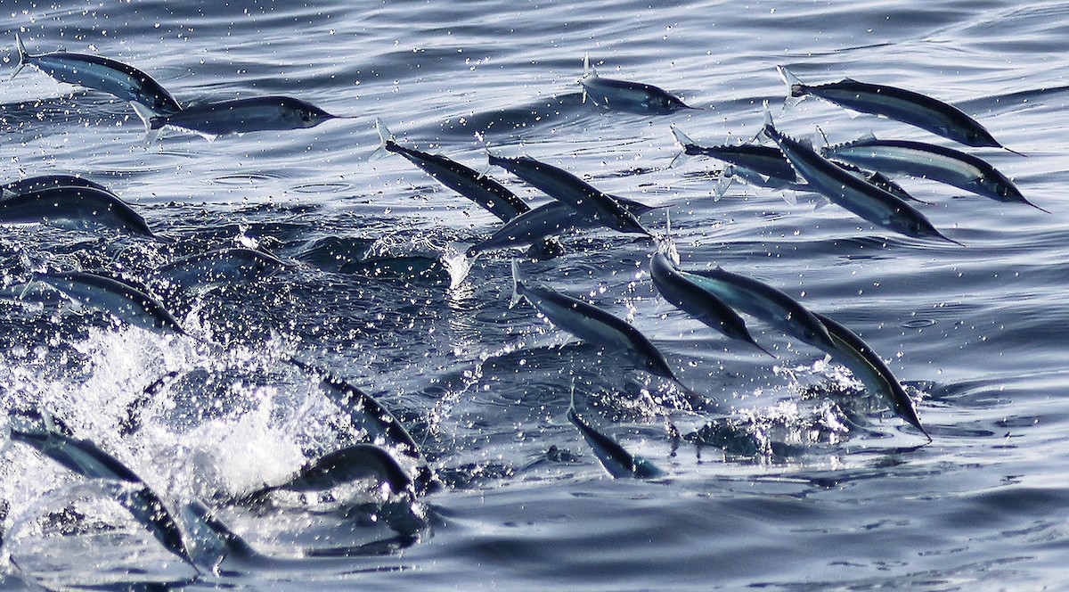 Needlefishes - ML643871501