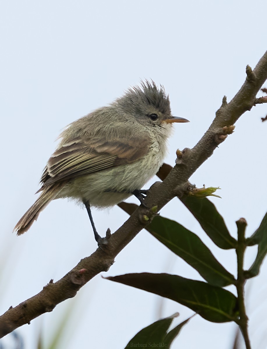 Southern Beardless-Tyrannulet - ML643871524