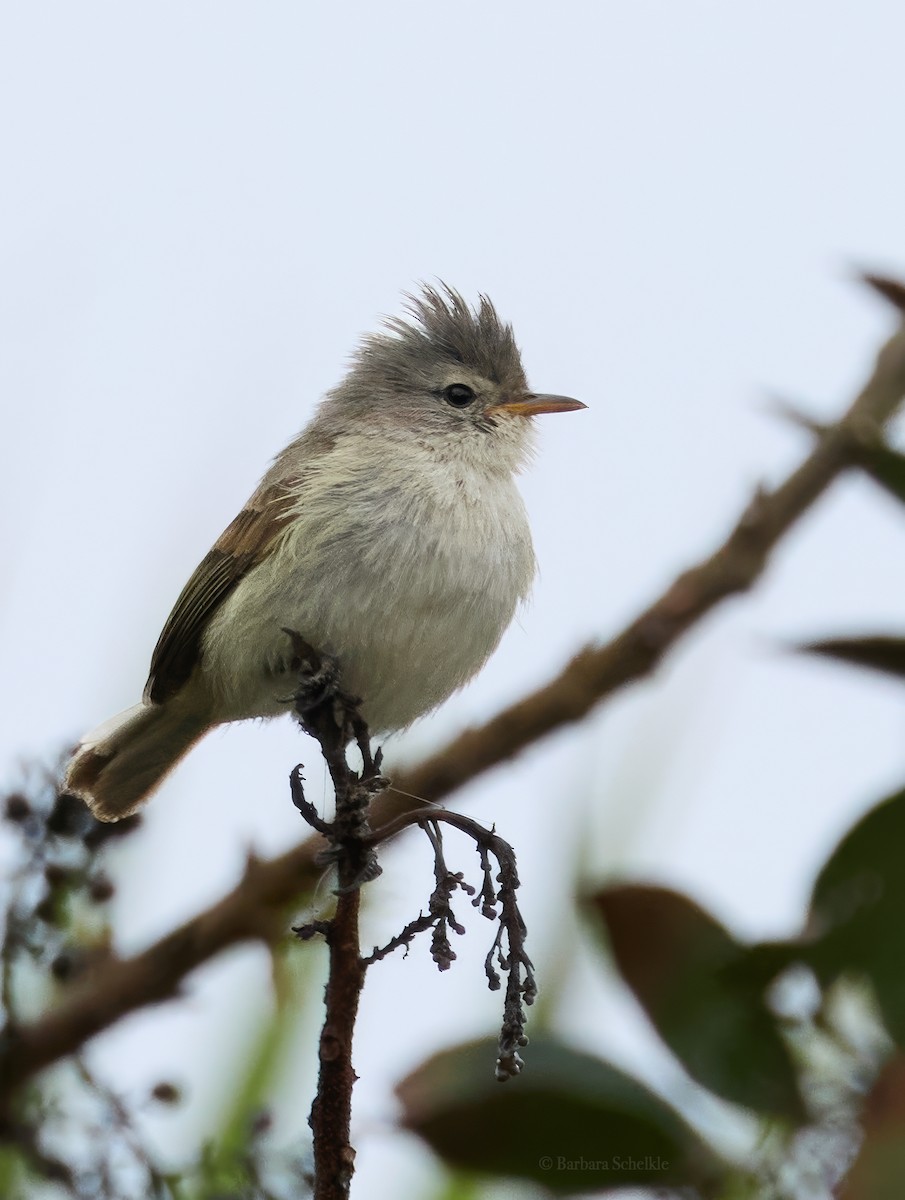 Southern Beardless-Tyrannulet - ML643871525