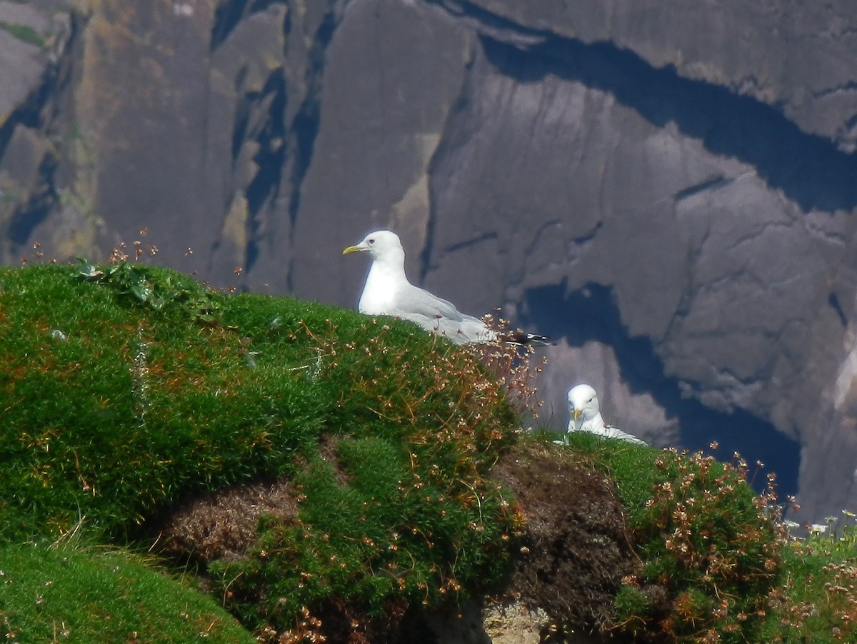 Common Gull - ML643871529