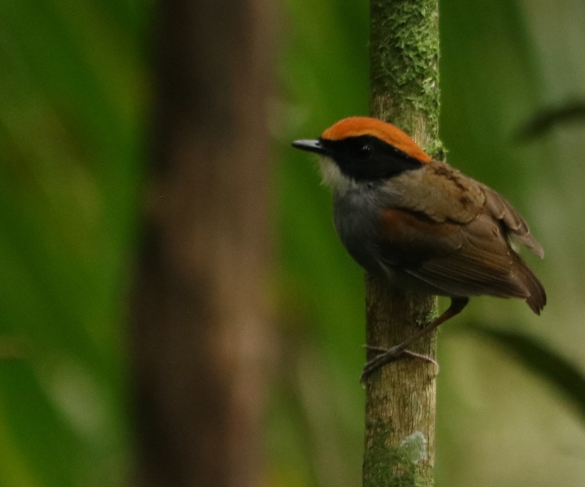 Black-cheeked Gnateater - ML643871534