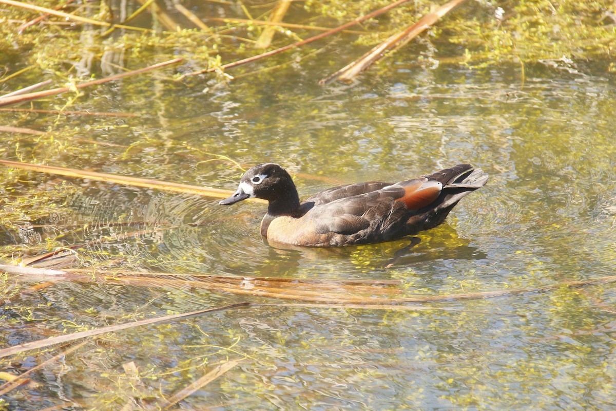 Australian Shelduck - ML643871535