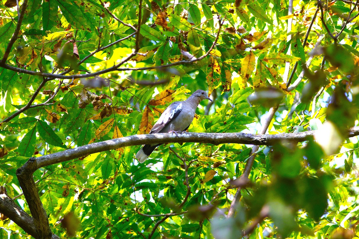 White-winged Dove - ML643871536