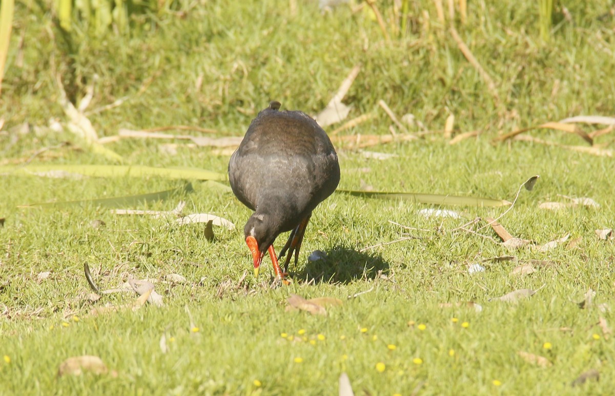 slípka tmavá - ML643871540