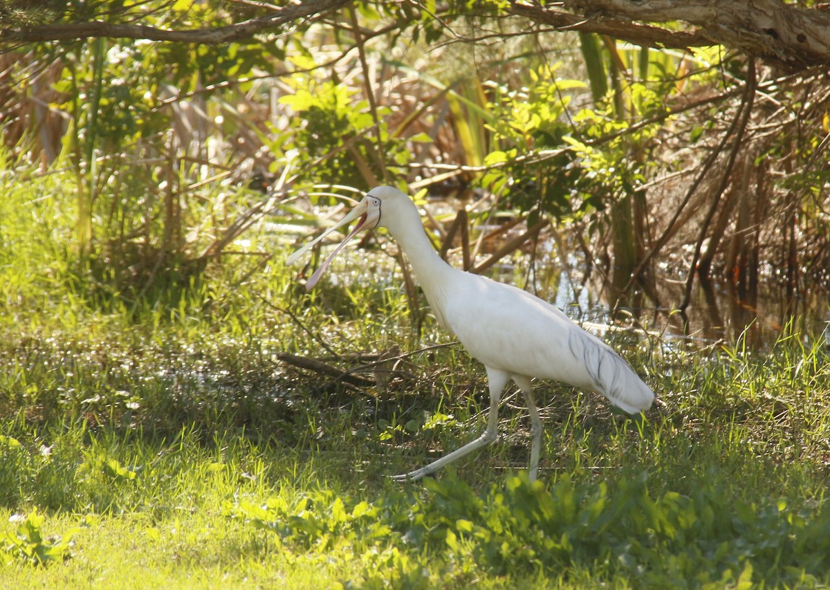 kolpík žlutozobý - ML643871543