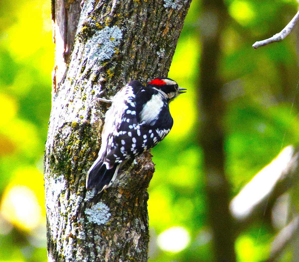 Downy Woodpecker - ML643871545