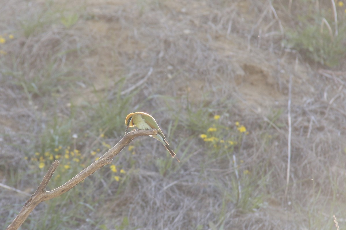 vlha duhová - ML643871550