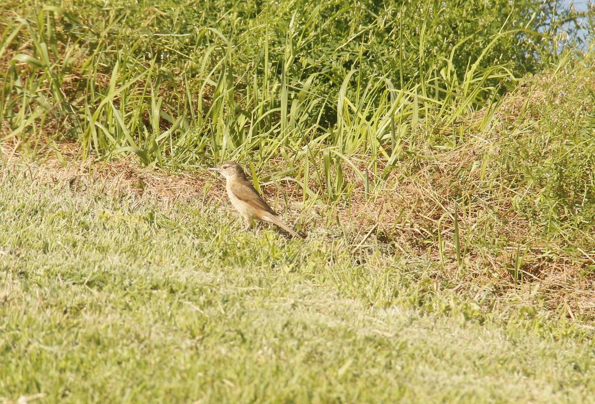 rákosník australský - ML643871557