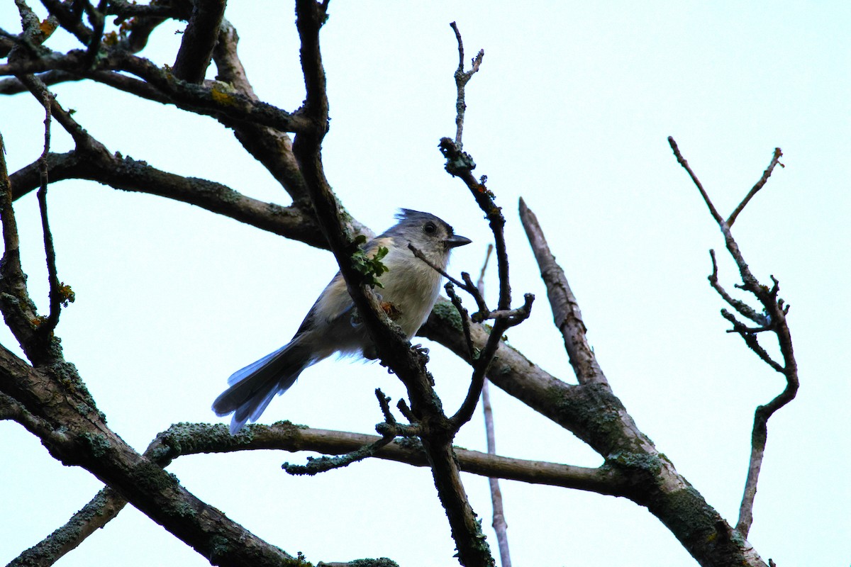 Tufted Titmouse - ML643871558
