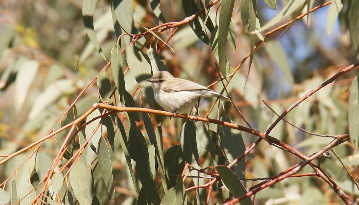 Western Gerygone - ML643871559