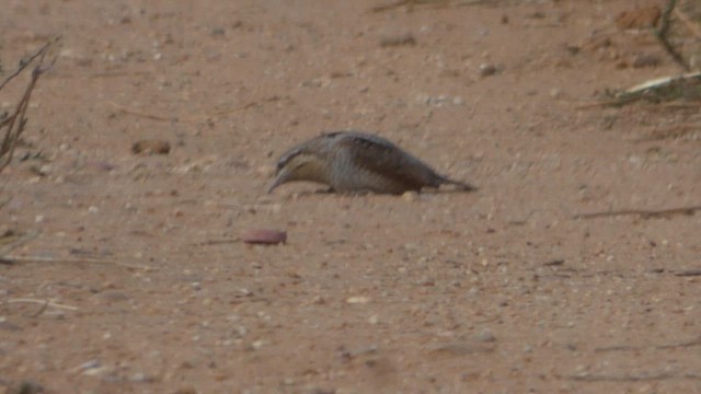 Холтсон гоётуул - ML643871560