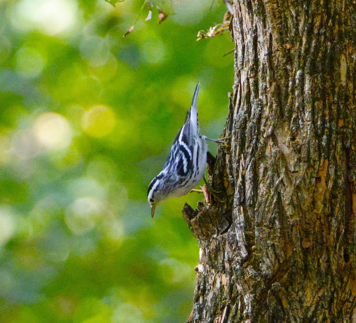 Black-and-white Warbler - ML643871563