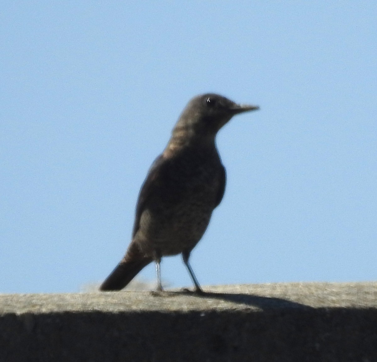 Passero solitario - ML643871571